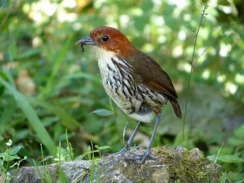 Image of Chestnut-crowned Antpitta