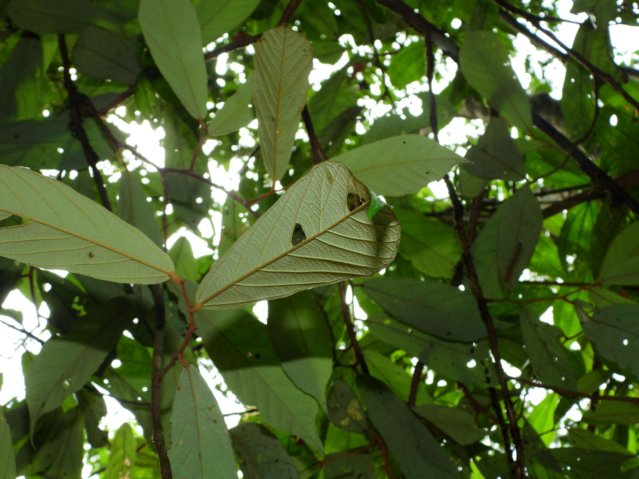 Image de Theobroma subincanum Mart.