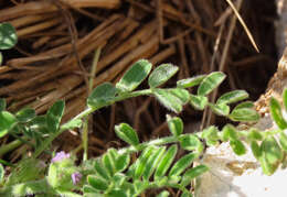 Image of Astragalus sesameus L.