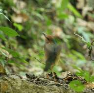 Image of Blue-naped Pitta