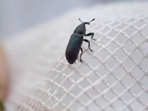 Image of Dalmatian toadflax stem weevil