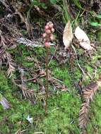 Image of whiteveined wintergreen