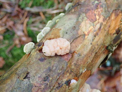 Image de Tremella encephala Pers. 1801