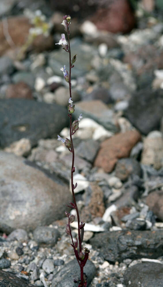 Image of least snapdragon