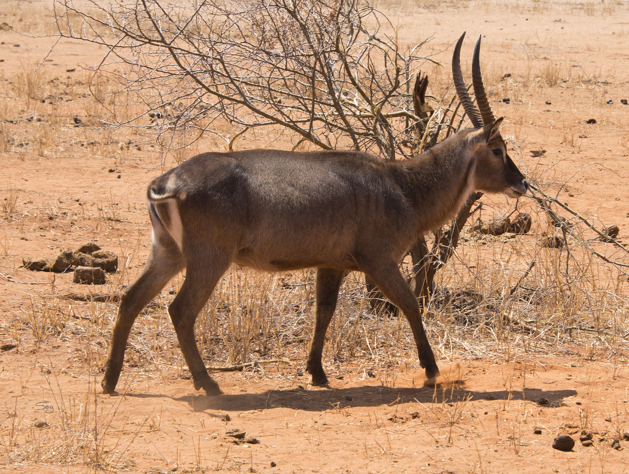 Image of Reduncinae