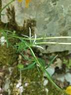 Image of Ranunculus millefoliatus Vahl