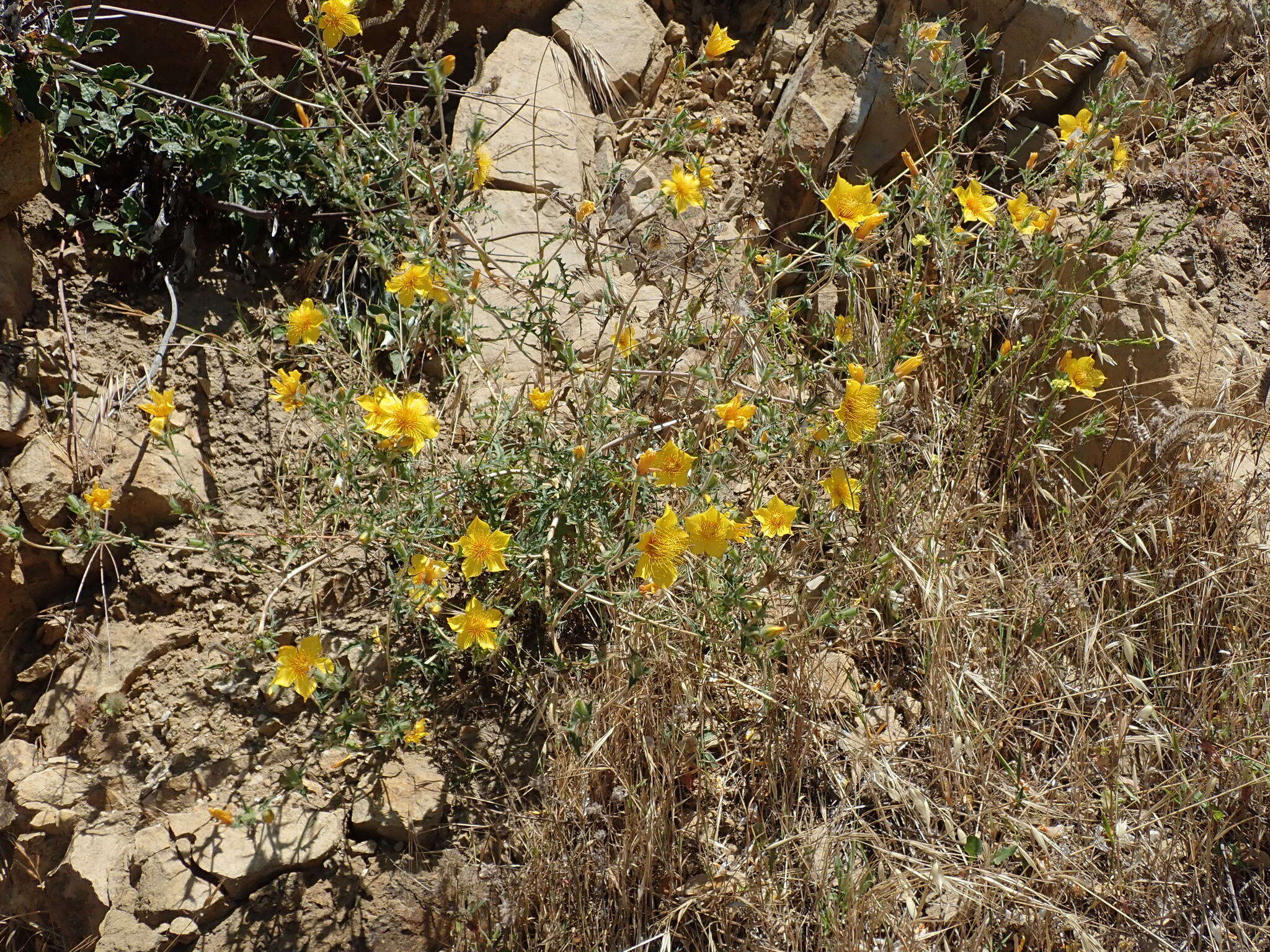 Image of Lindley's blazingstar