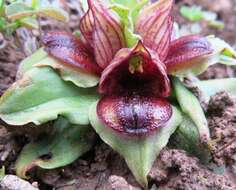 Image of Satyrium pumilum Thunb.