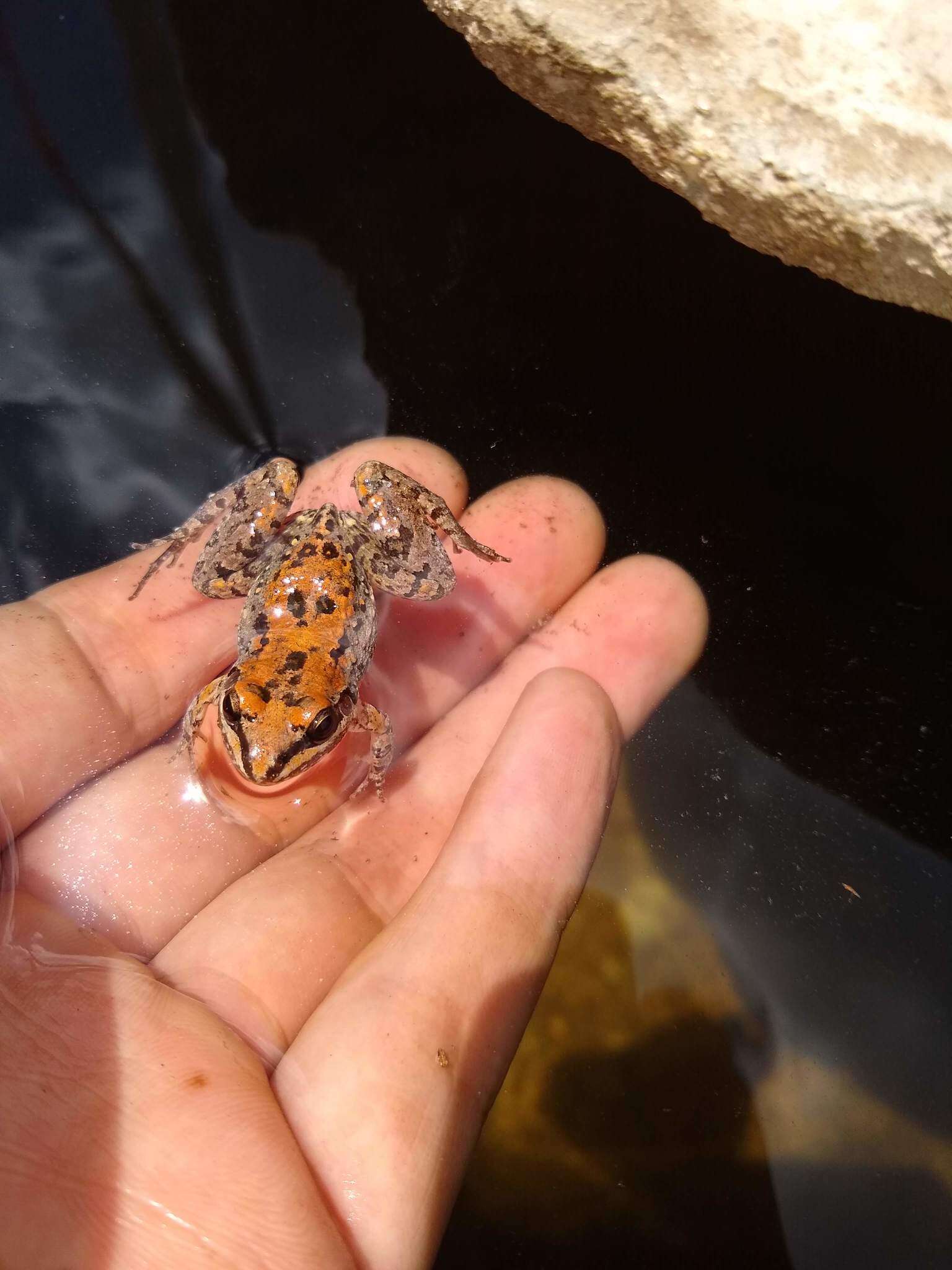 Image of American White Lipped Frog