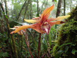 Image of Maxillaria striata Rolfe