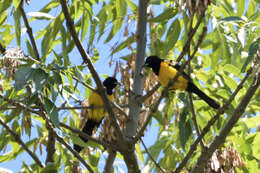 Image of Black-vented Oriole