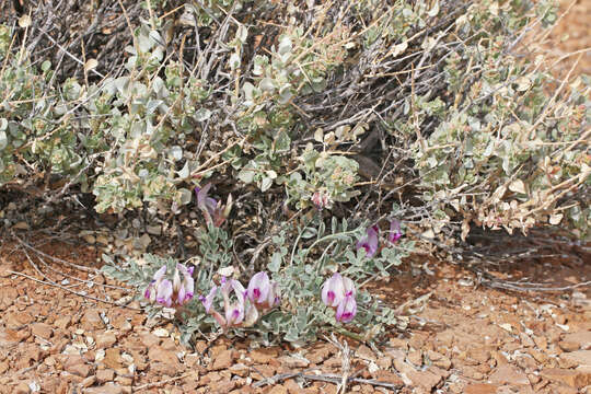 Image de Astragalus cymboides M. E. Jones