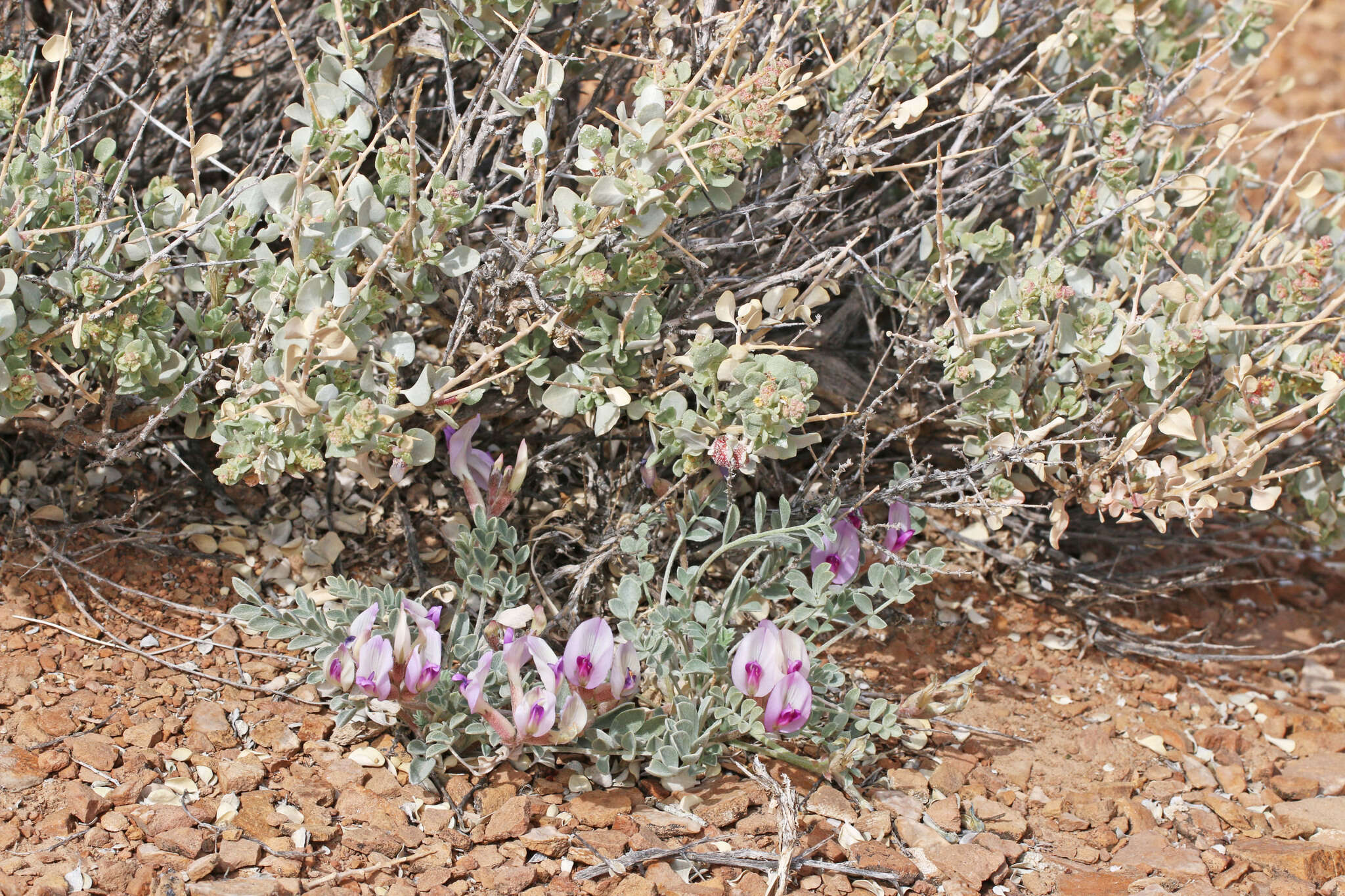 Sivun Astragalus cymboides M. E. Jones kuva