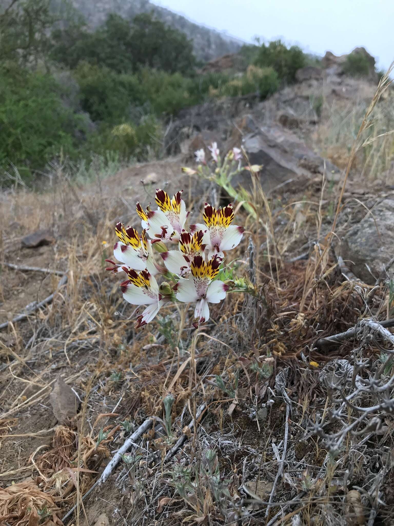 Image of Alstroemeria pulchra Sims