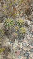 Echinopsis bridgesii Salm-Dyck resmi