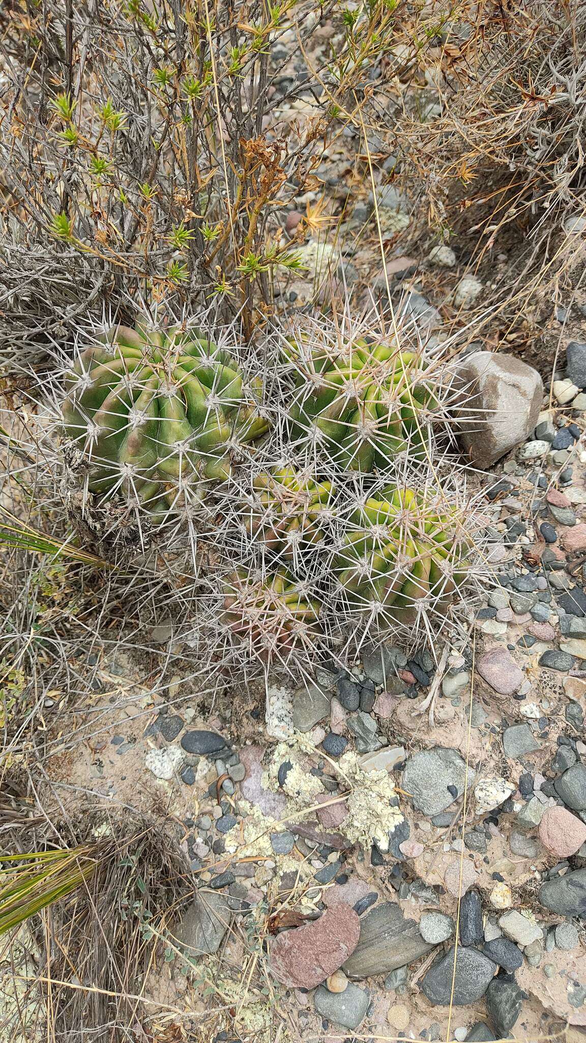 Echinopsis bridgesii Salm-Dyck resmi