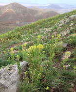 Image of Reseda crystallina Webb & Berth.