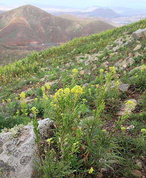 Image of Reseda crystallina Webb & Berth.