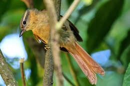 Image of Ochre-breasted Foliage-gleaner