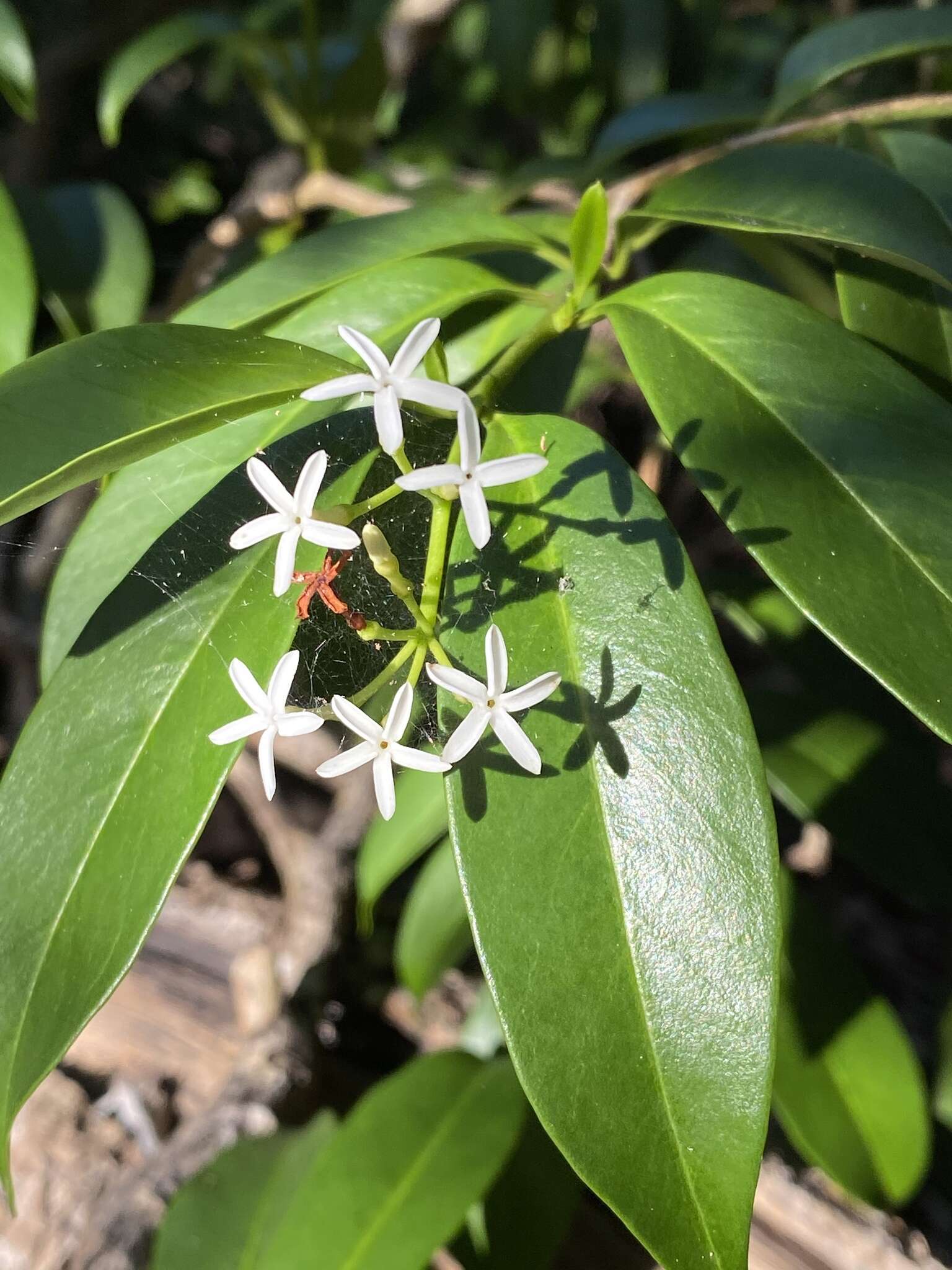 Image of tearshrub