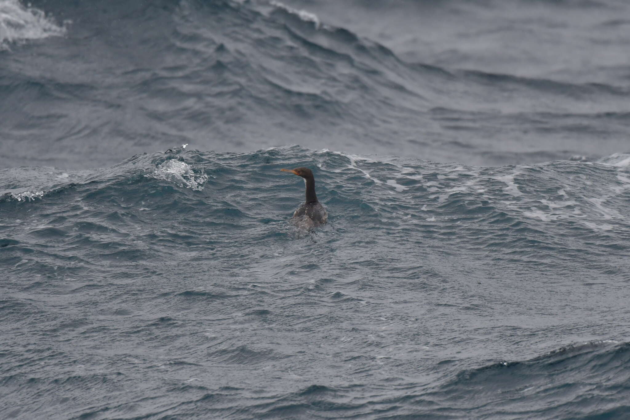 Image of Bounty Shag