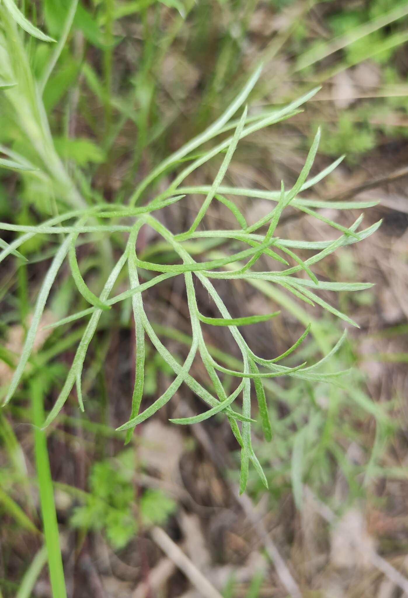 Image de Artemisia pubescens Ledeb.