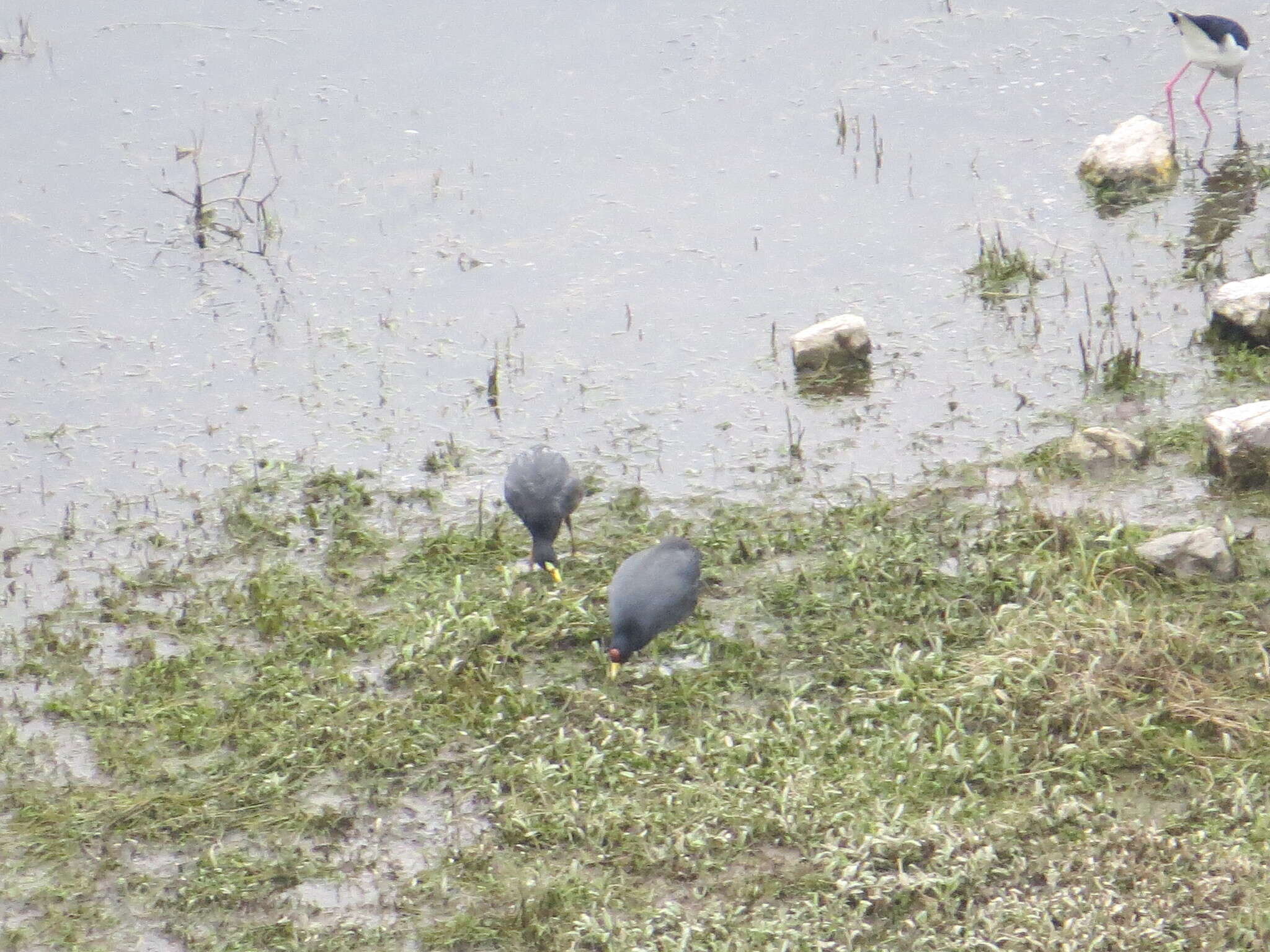 Image of Andean Coot