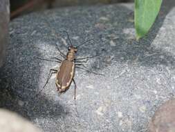 Image of Cobblestone Tiger Beetle