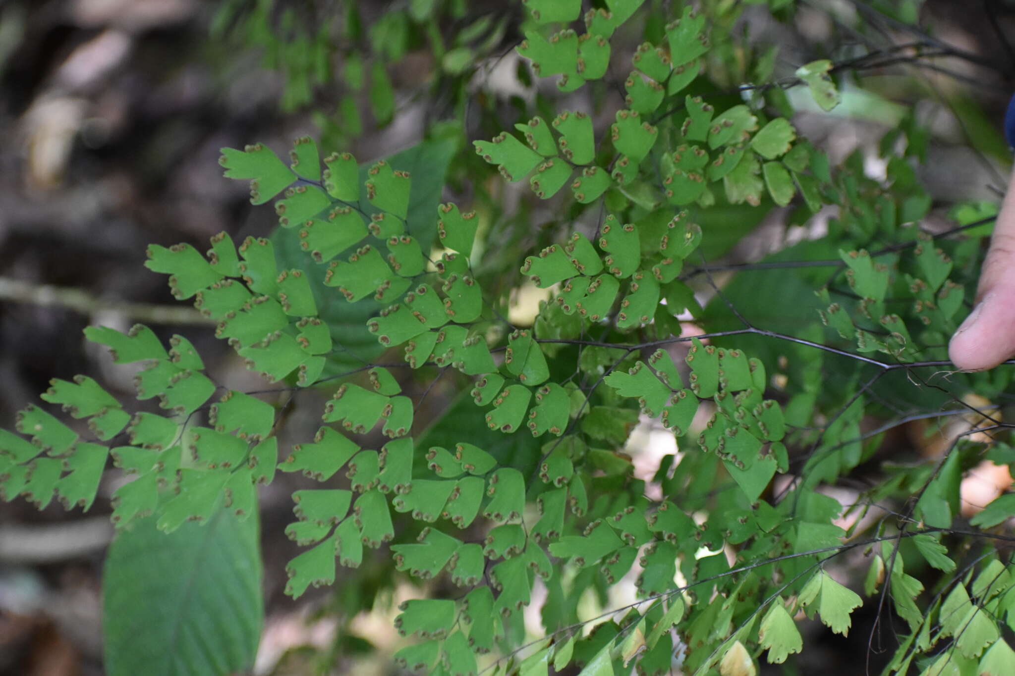 Adiantum andicola Liebm.的圖片