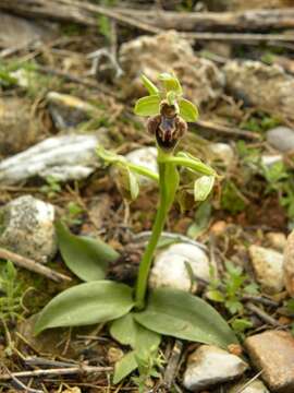 Image of Ophrys umbilicata subsp. flavomarginata (Renz) Faurh.