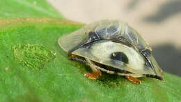 Image of Aspidimorpha (Megaspidomorpha) puncticosta Boheman 1854