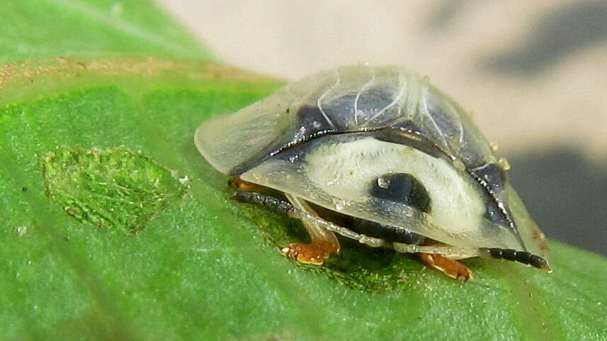 Image of Aspidimorpha (Megaspidomorpha) puncticosta Boheman 1854