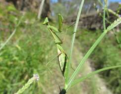 Image of Pseudomantis