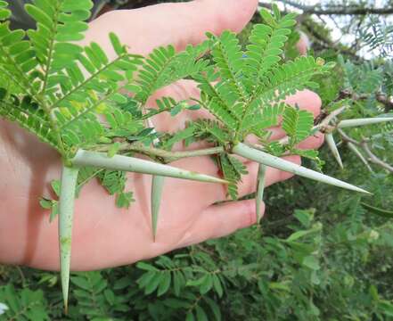 Слика од Vachellia grandicornuta (Gerstner) Seigler & Ebinger