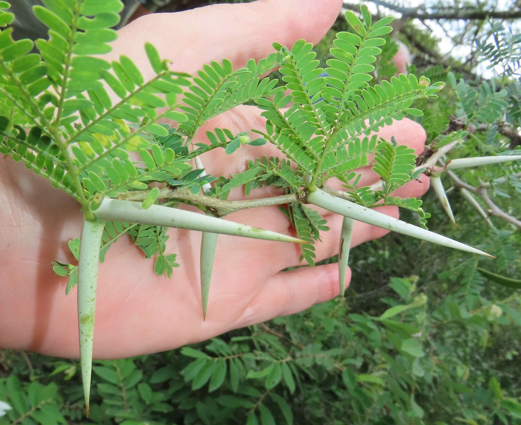 Vachellia grandicornuta (Gerstner) Seigler & Ebinger resmi