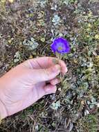 Image of Cyananthus lobatus Wall. ex Benth.