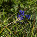 Image of Gentiana cruciata subsp. phlogifolia (Schott & Kotschy) Tutin