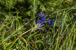 Image of Gentiana cruciata subsp. phlogifolia (Schott & Kotschy) Tutin