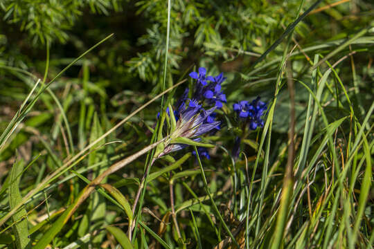 Image of Gentiana cruciata subsp. phlogifolia (Schott & Kotschy) Tutin