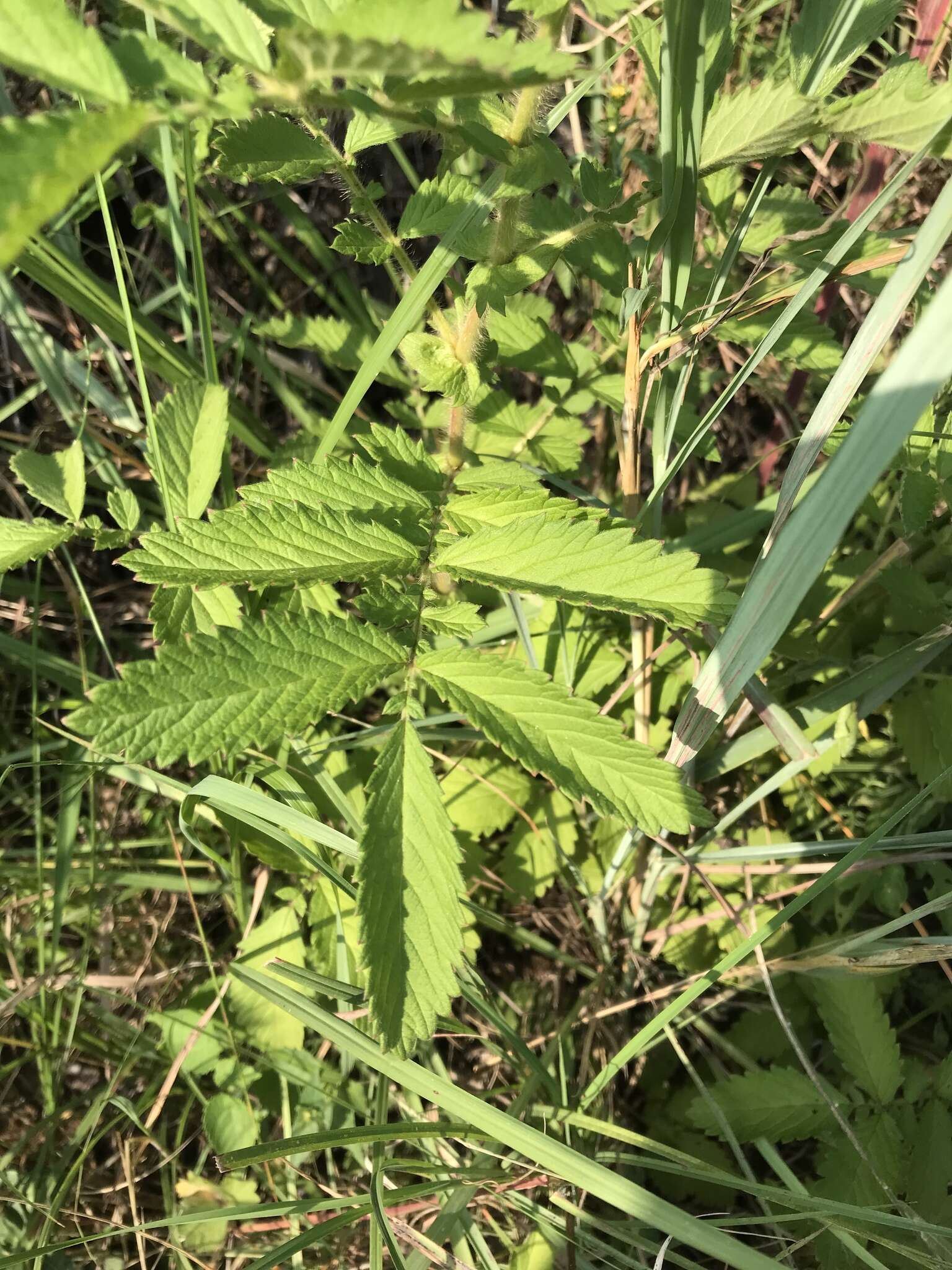 Image of Agrimony