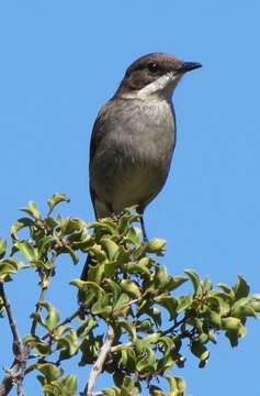 Image of Fiscal Flycatcher