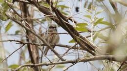 Image of White-Crowned Penduline Tit