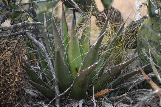 Слика од Agave glomeruliflora (Engelm.) A. Berger