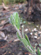 صورة Pimelea octophylla R. Br.