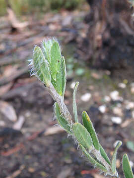 صورة Pimelea octophylla R. Br.