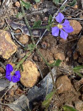 Слика од Scaevola calliptera Benth.