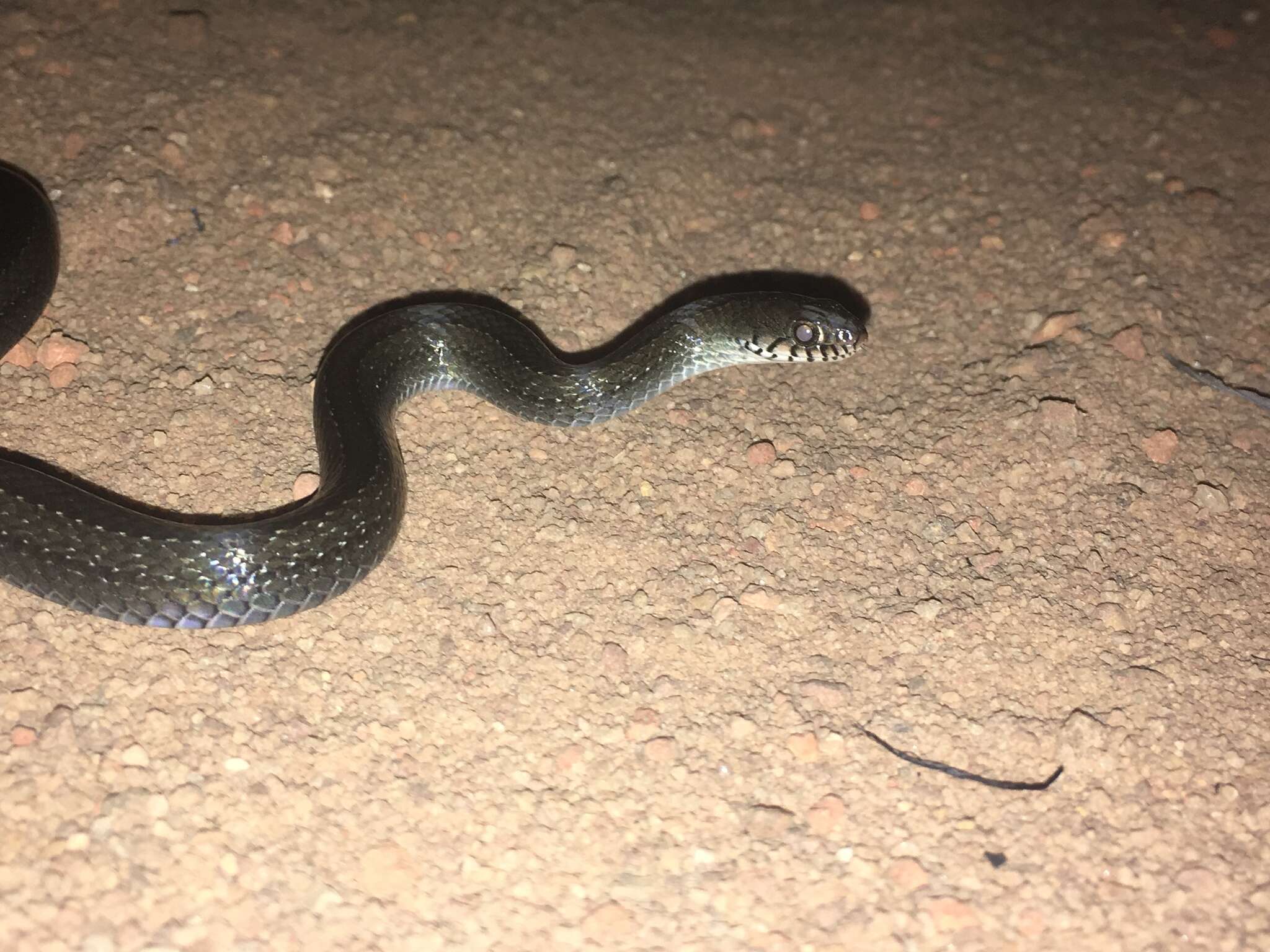 Image of Olive Marsh Snake