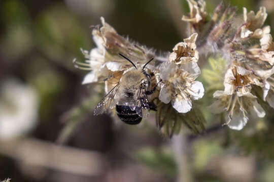 Image of Anthophora phaceliae Brooks 1988