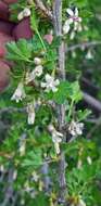 Image of trumpet gooseberry