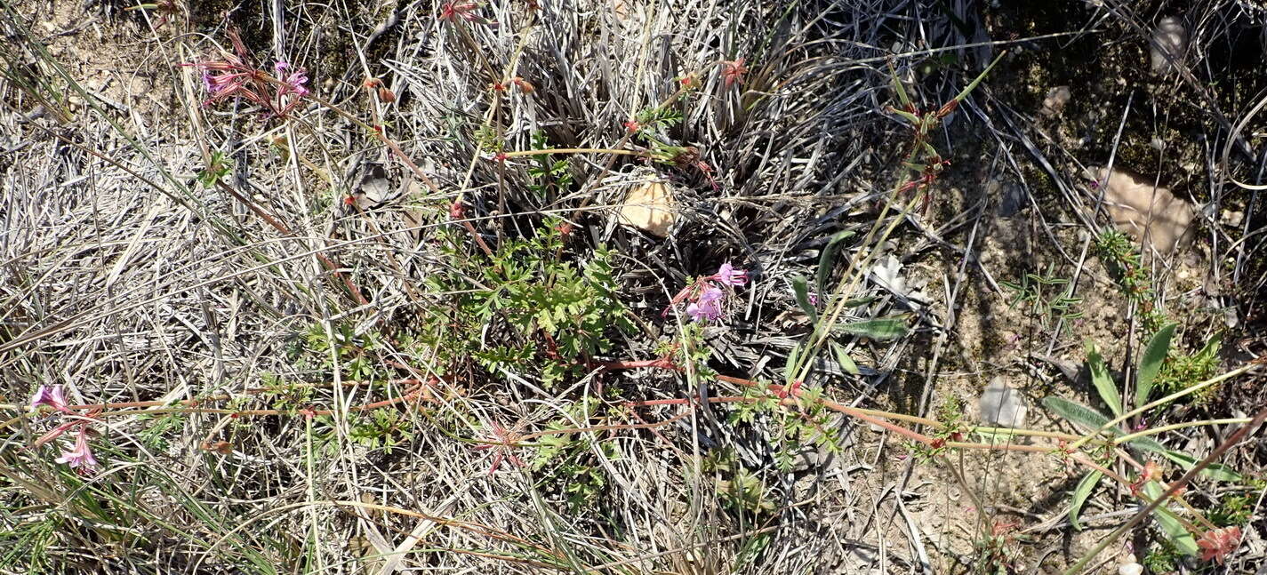 Image of Pelargonium multicaule Jacq.